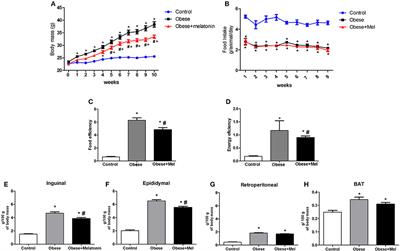 Melatonin Supplementation Decreases Hypertrophic Obesity and Inflammation Induced by High-Fat Diet in Mice